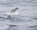 Herring Gull